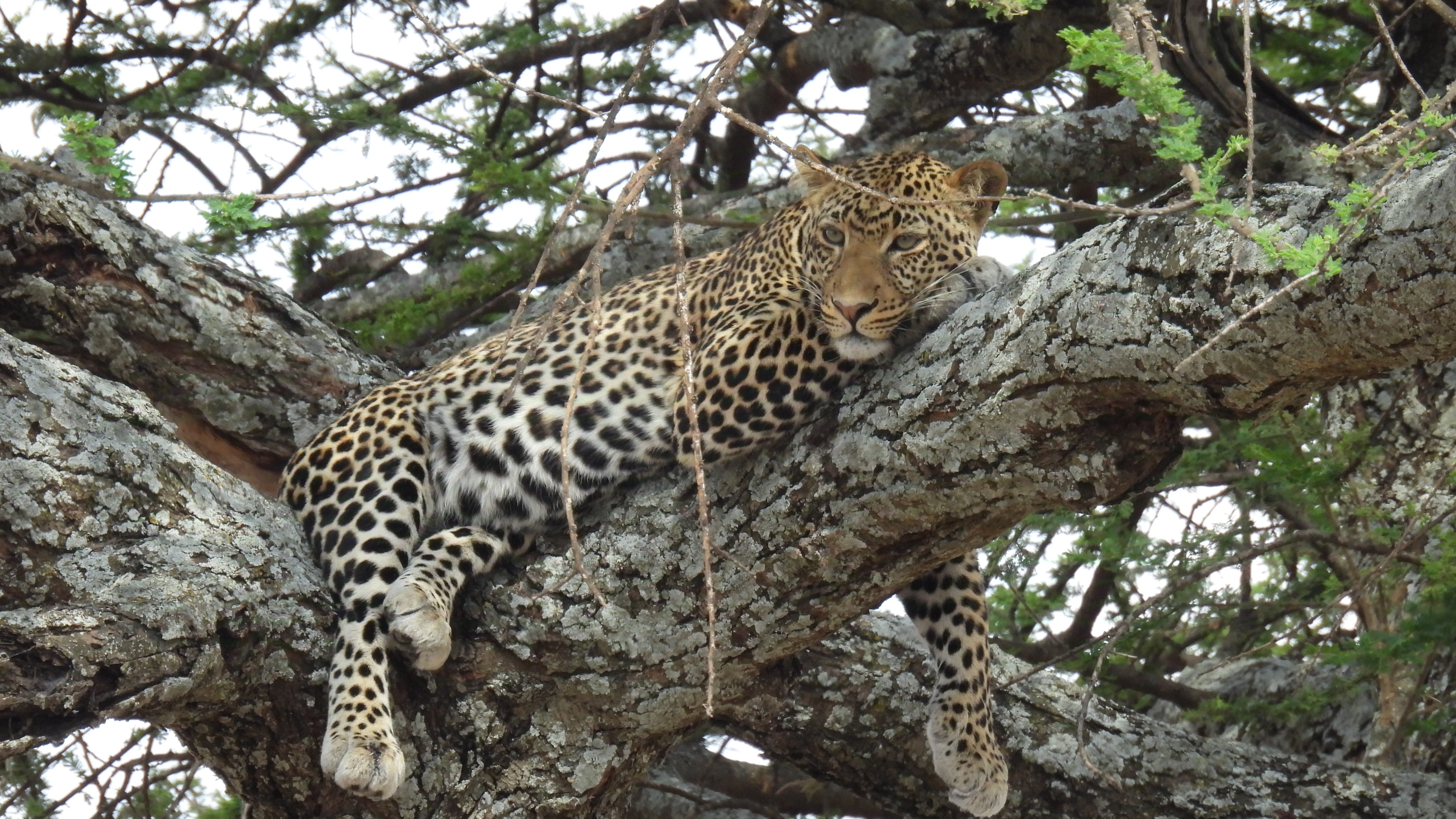 Repülős - Leopard szárú